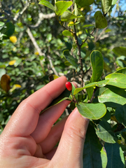 Erythroxylum pictum (Erythroxylum pictum)