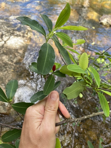 Erythroxylum pictum (Erythroxylum pictum)