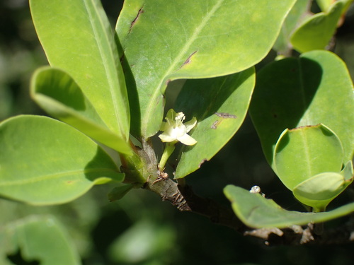 Erythroxylum pictum (Erythroxylum pictum)