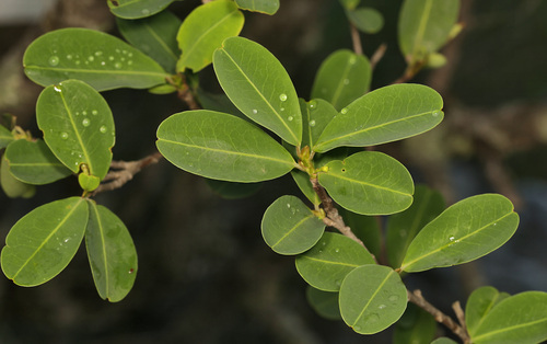 Erythroxylum pictum (Erythroxylum pictum)