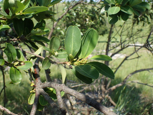 Erythroxylum pictum (Erythroxylum pictum)