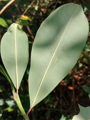 Erythroxylum platyclados (Erythroxylum platyclados)