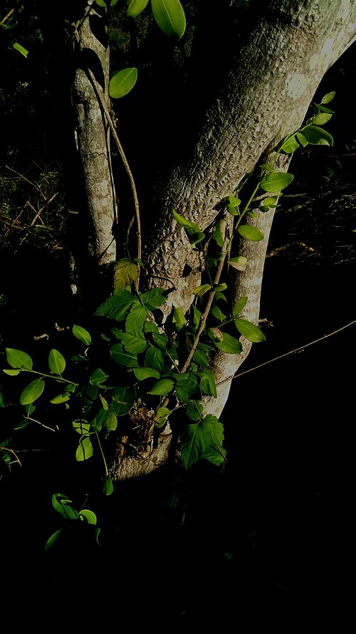 Erythroxylum revolutum: Erythroxylum revolutum in Brazil