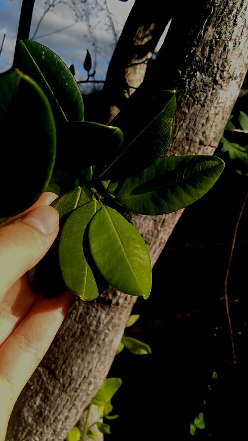 Erythroxylum revolutum: Erythroxylum revolutum in Brazil