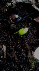 Erythroxylum revolutum (Erythroxylum revolutum)