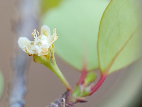 Ratwood (Erythroxylum rotundifolium)