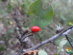 Ratwood (Erythroxylum rotundifolium)