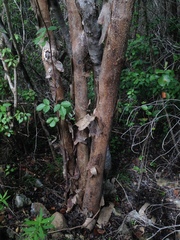Ratwood (Erythroxylum rotundifolium)