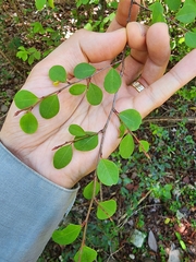 Ratwood (Erythroxylum rotundifolium)
