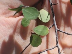 Ratwood (Erythroxylum rotundifolium)