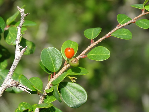 Ratwood (Erythroxylum rotundifolium)