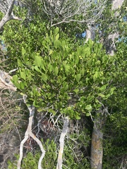 Ratwood (Erythroxylum rotundifolium)