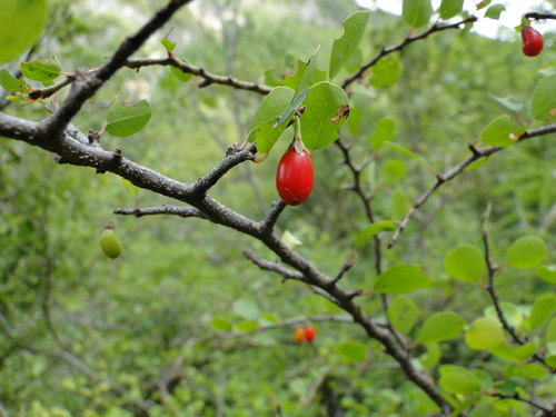 Ratwood (Erythroxylum rotundifolium)