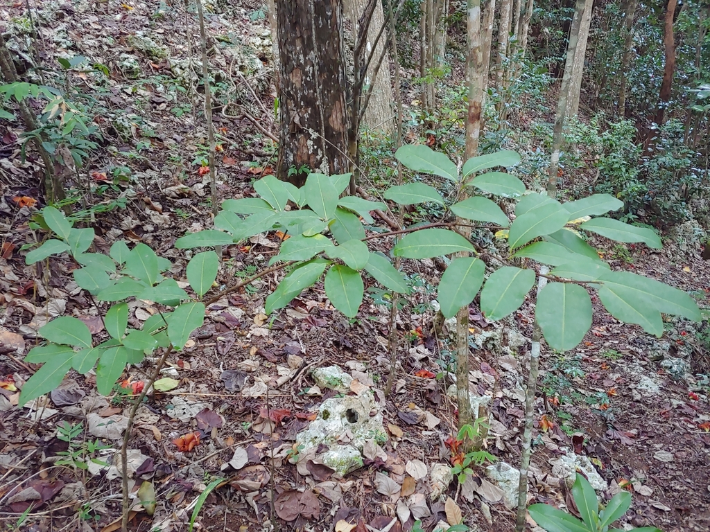 Rufous false cocaine (Erythroxylum rufum)