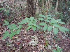 Rufous false cocaine (Erythroxylum rufum)