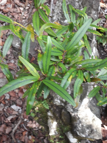 Erythroxylum sideroxyloides (Erythroxylum sideroxyloides)