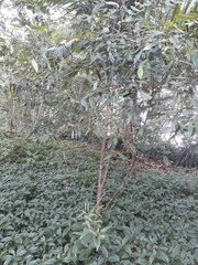 Erythroxylum sideroxyloides (Erythroxylum sideroxyloides)