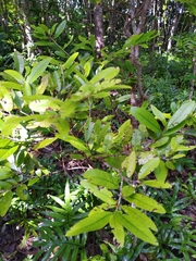 Erythroxylum sideroxyloides (Erythroxylum sideroxyloides)