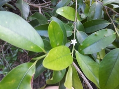 Erythroxylum sideroxyloides (Erythroxylum sideroxyloides)