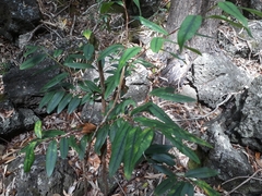 Erythroxylum sideroxyloides (Erythroxylum sideroxyloides)