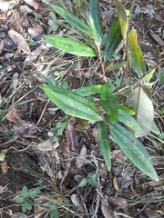Erythroxylum sideroxyloides (Erythroxylum sideroxyloides)