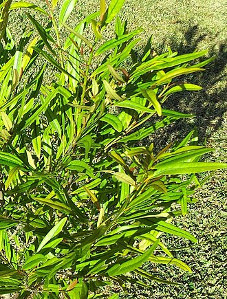 Erythroxylum sideroxyloides: Erythroxylum sideroxyloides - Bois de Ronde - Mauritius