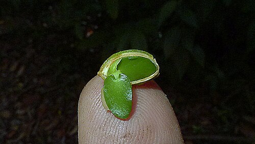 Erythroxylum squamatum: Erythroxylum squamatum Sw.