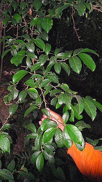 Erythroxylum squamatum: Erythroxylum squamatum Sw.