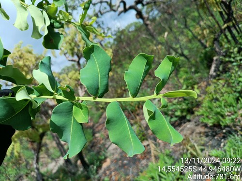 Erythroxylum suberosum (Erythroxylum suberosum)