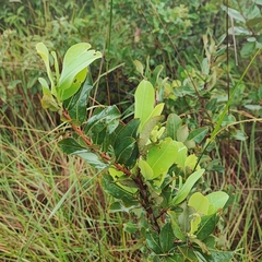 Erythroxylum suberosum (Erythroxylum suberosum)