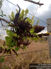 Erythroxylum suberosum (Erythroxylum suberosum)