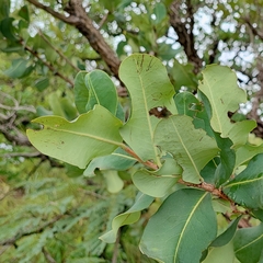 Erythroxylum suberosum (Erythroxylum suberosum)