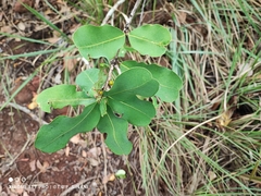 Erythroxylum suberosum (Erythroxylum suberosum)