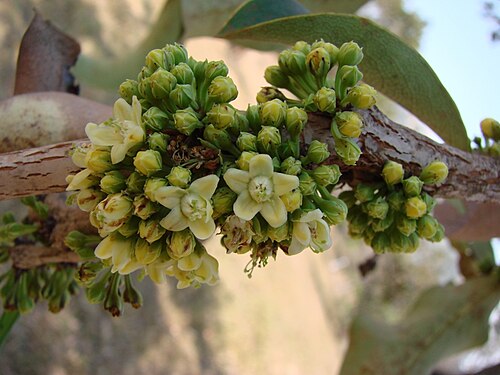 Erythroxylum suberosum: Erythroxylum suberosum -ERYTHROXYLACEAE - Parque Olhos D'Água - Brasília - Distrito Federal - Brasil.