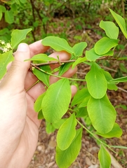 Erythroxylum suberosum (Erythroxylum suberosum)