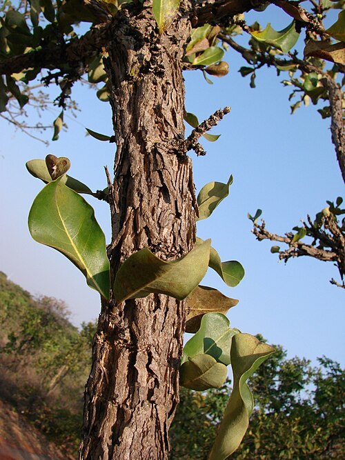 Erythroxylum suberosum: Erythroxylum suberosum - ERYTHROXYLACEAE - Parque Olhos D'Água - Brasília - Distrito Federal - Brasil.