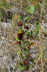 Erythroxylum suberosum (Erythroxylum suberosum)