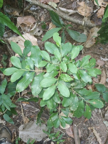 Erythroxylum ulei (Erythroxylum ulei)
