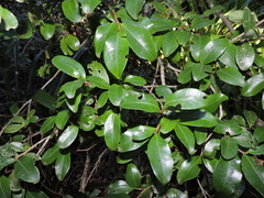 Erythroxylum umbu (Erythroxylum umbu)