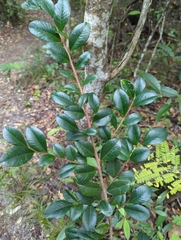 Urban's false cocaine (Erythroxylum urbanii)