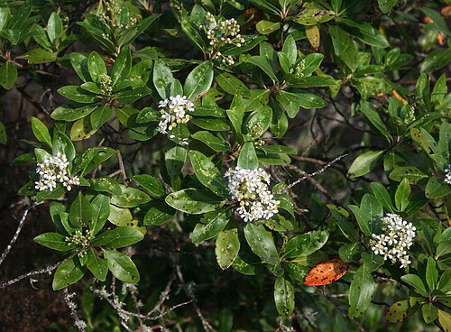 Escallonia paniculata: Escallonia paniculata , Escalloniaceae – Kolumbien/Colombia: Dpto. Magdalena, Sierra Nevada de Santa Marta, Reserva Natural de las Aves El Dorado, westlich unte