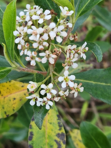 Escallonia paniculata (Escallonia paniculata)