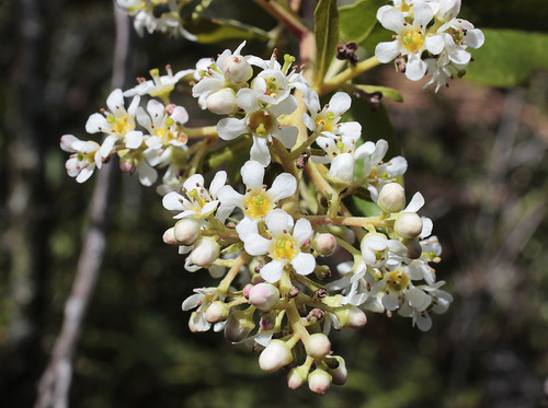 Escallonia paniculata (Escallonia paniculata)
