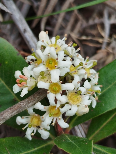 Escallonia paniculata (Escallonia paniculata)