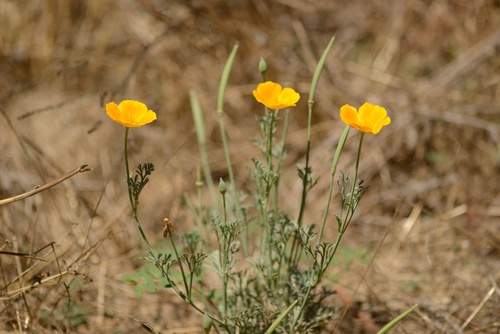 California poppy (Eschscholzia californica)