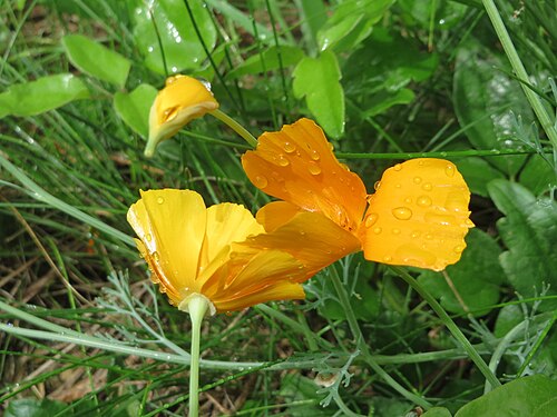 California poppy: Verwilderter Kalifornischer Mohn ( Eschscholzia californica ) unterhalb vom Langwiedstift in Saarbrücken
