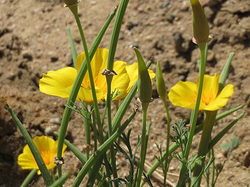 California poppy: Verwilderter Kalifornischer Mohn ( Eschscholzia californica ) bei Reilingen