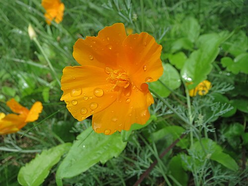 California poppy: Verwilderter Kalifornischer Mohn ( Eschscholzia californica ) unterhalb vom Langwiedstift in Saarbrücken
