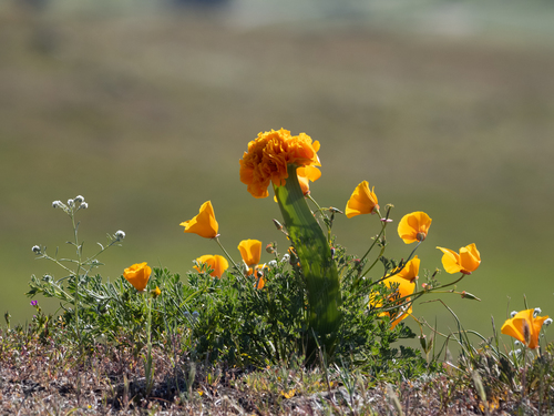 California poppy (Eschscholzia californica)