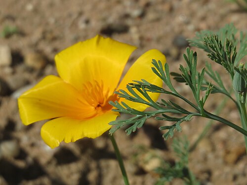 California poppy: Verwilderter Kalifornischer Mohn ( Eschscholzia californica ) bei Reilingen